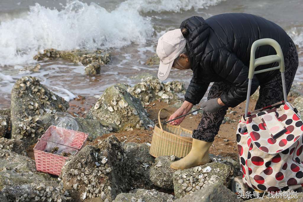 青島人後海免費挖牡蠣高手能挖10多斤蠣肉個大肥美美味滋補下酒