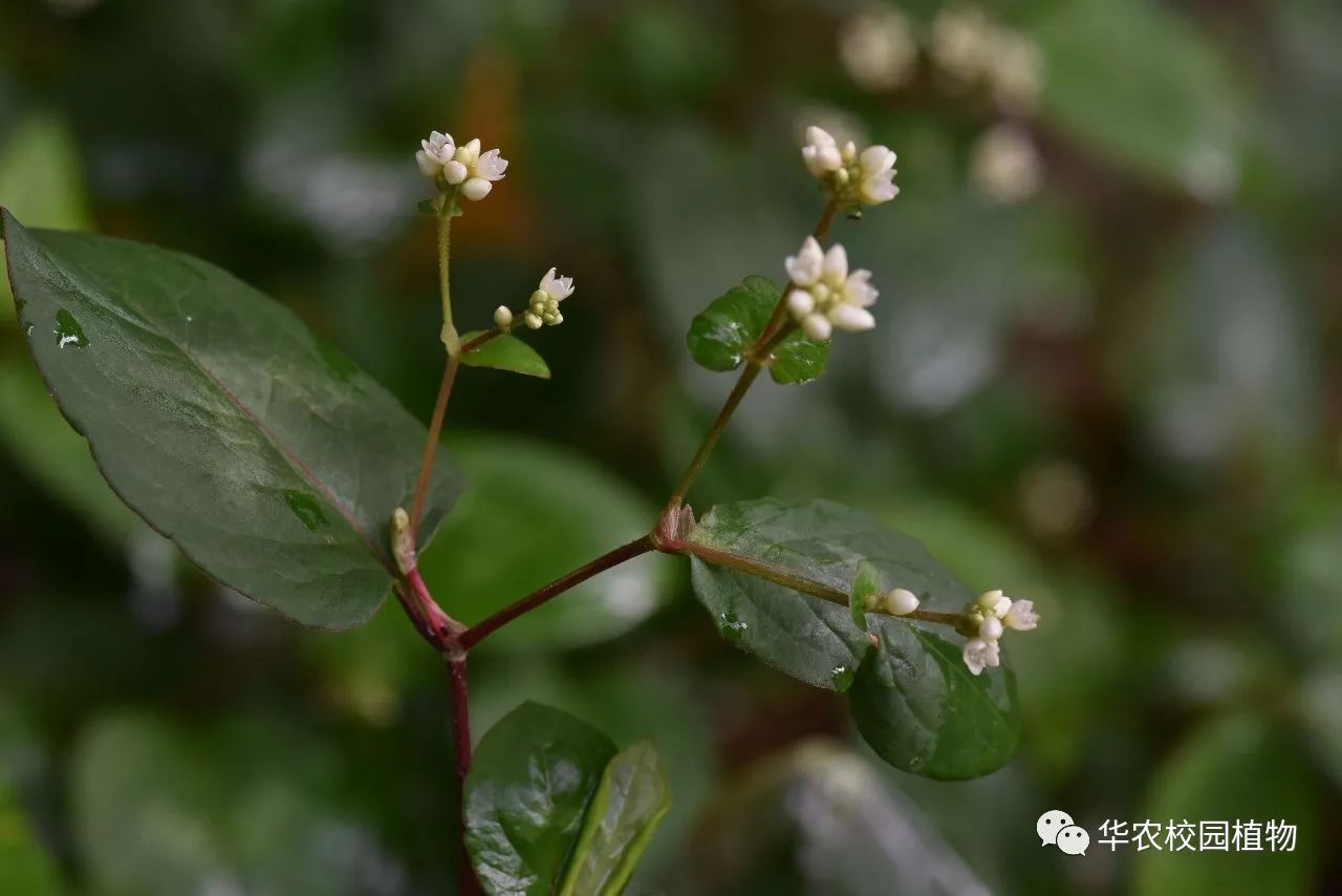 火炭母花期图片