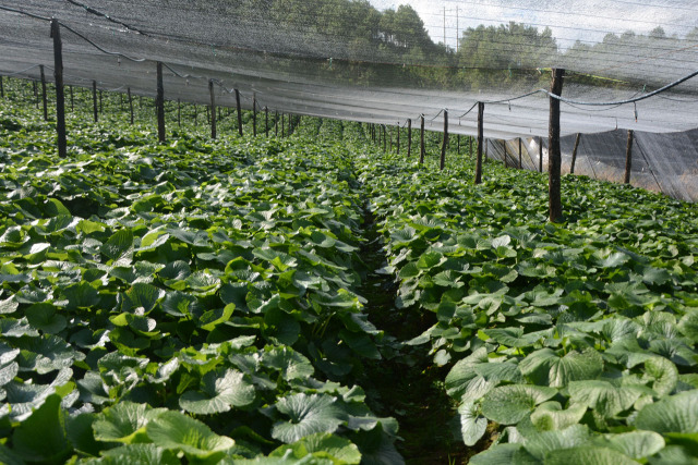 与台商企业昆明川达食品公司签订山葵种植采收合同,建立了长期稳定的