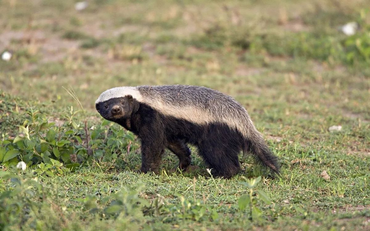 獾是什么动物人脚獾图片