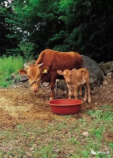 公牛和母牛哪個肉牛品種生長快