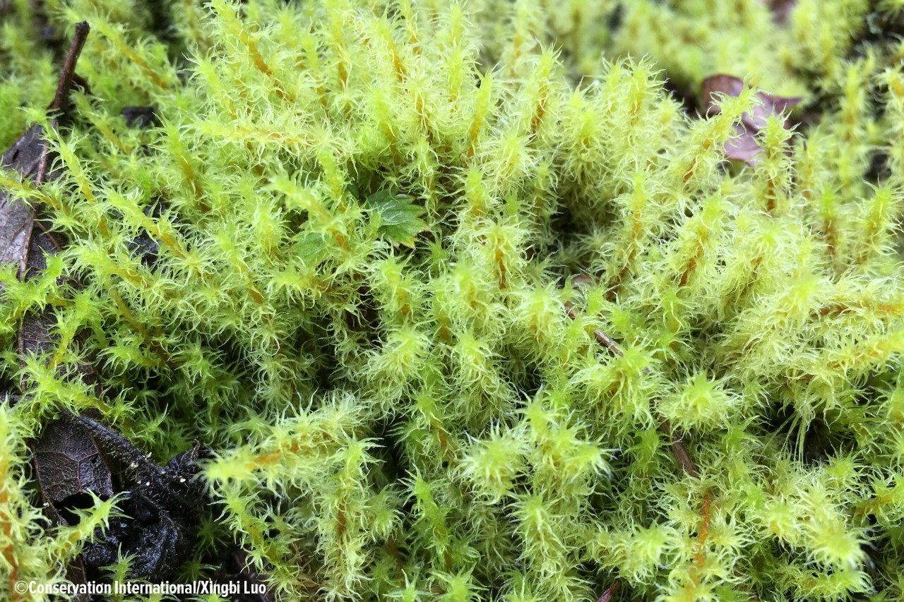 密集丛生的砂藓苔藓植物的拟叶通常是单层细胞,没有保护层,对大气及重