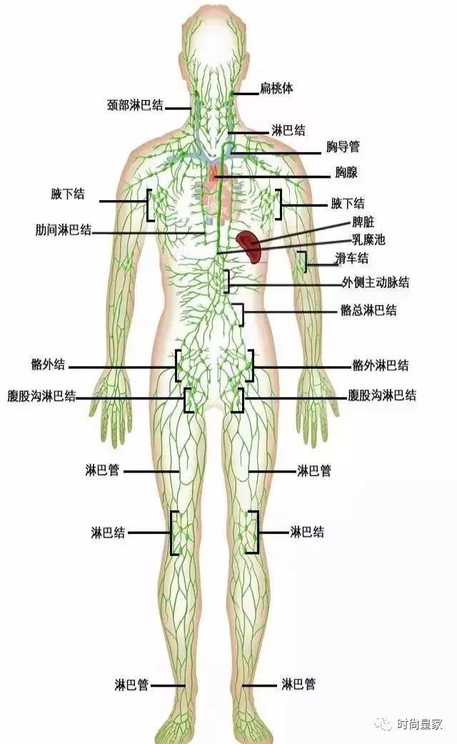 淋巴图片位置在哪里图片