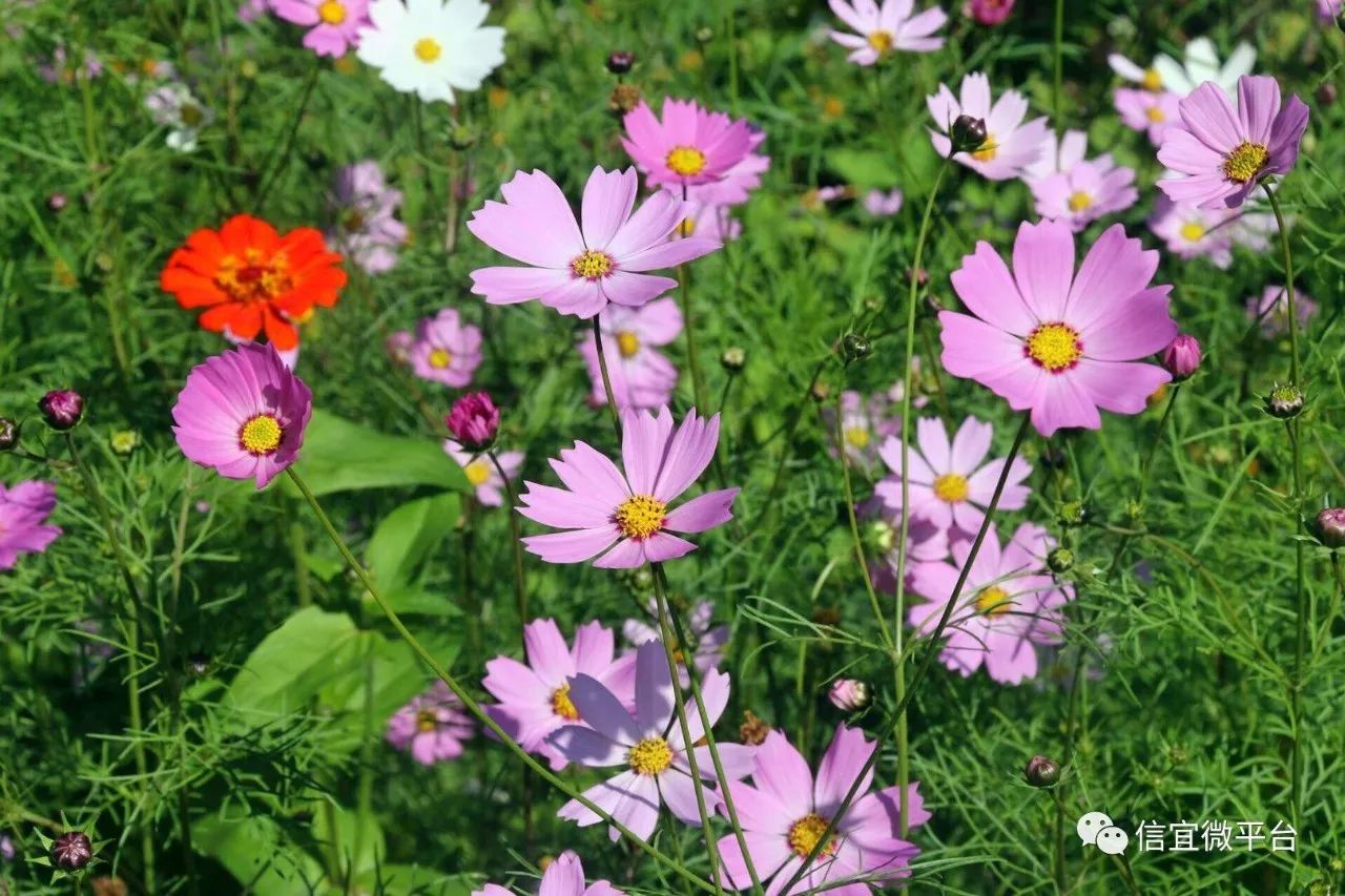 多圖丁堡鎮鐵爐村的百日菊波斯菊花開正豔週末約嗎