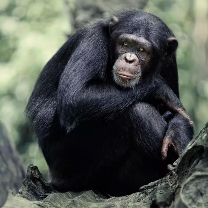 90素材黑猴子图片