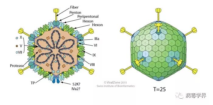 腺病毒结构示意图图片