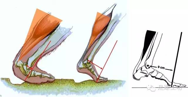 图解足踝生物力学—知道你是如何走路的吗?