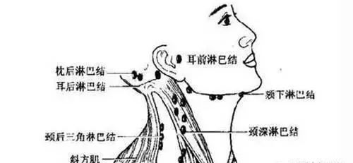 颌下淋巴结能摸到吗图片