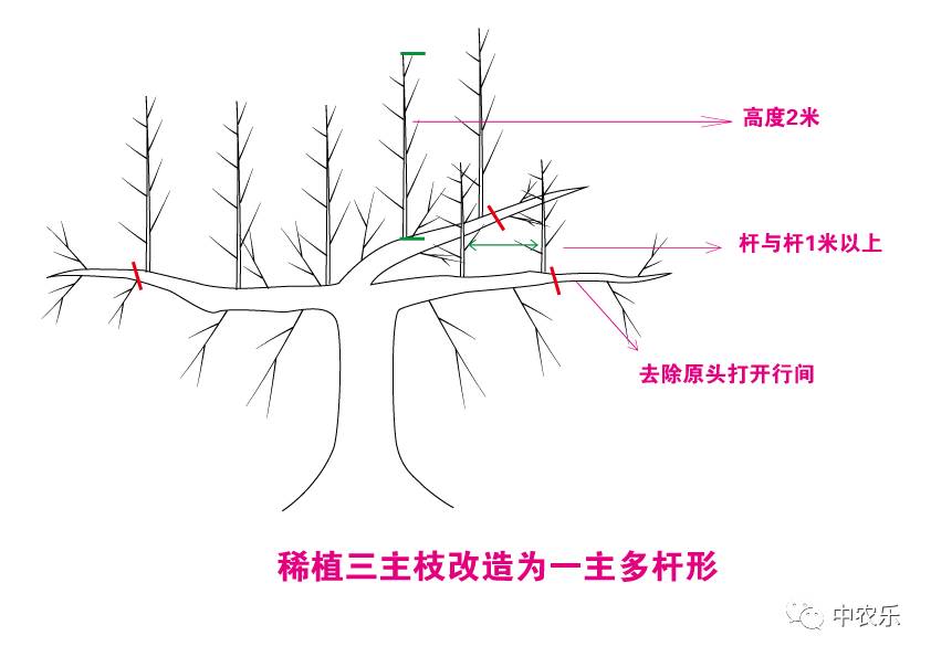 一棵小桃树结构图解图片