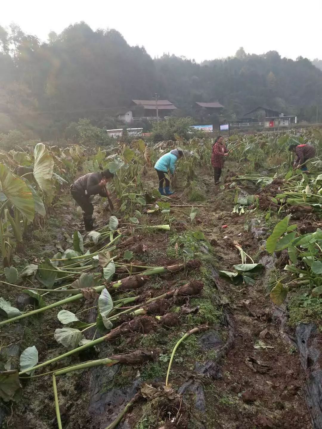 新鲜香芋上市:产地直供,生态种植,软糯粉嫩