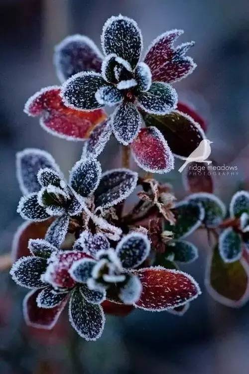 冰中花,雪中梅,凌霜傲寒,美得肆无忌惮!