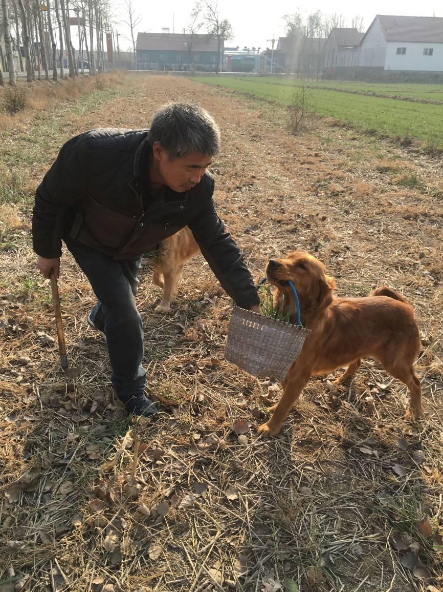 農村大叔養十多隻金毛,個個會幹農活,成村裡紅狗