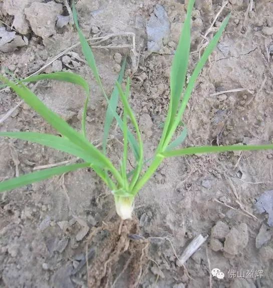 野燕麥幼苗的根莖處發白,表明被柔毛,無葉耳(注1),葉面稍寬,葉片逆