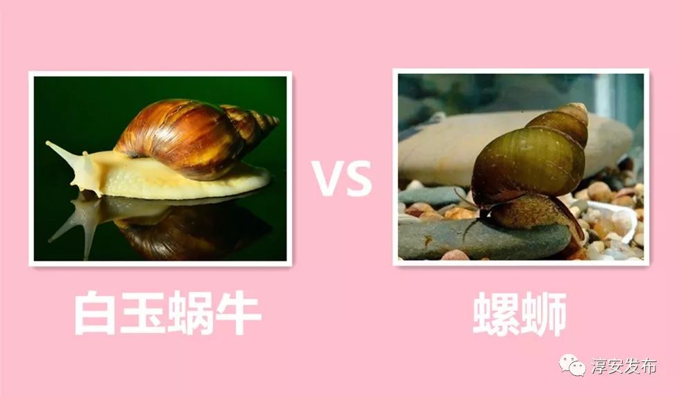 淳安这家人一年养了两三吨蜗牛,你们能猜出用来干什么吗?