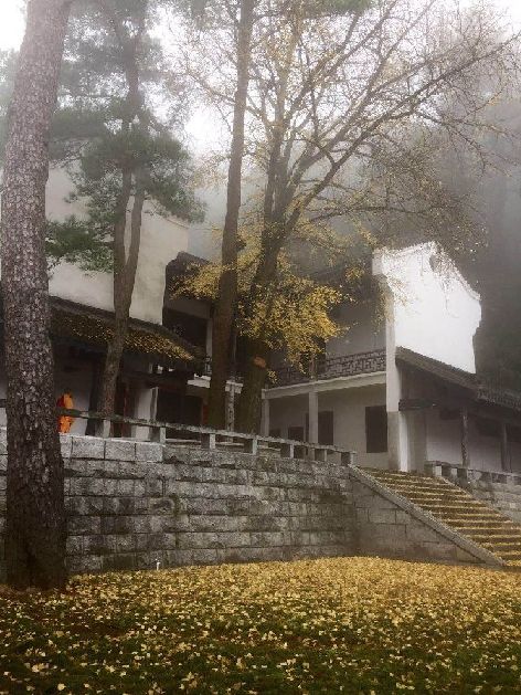 初冬到南岳福严寺看银杏:别时一步三回头