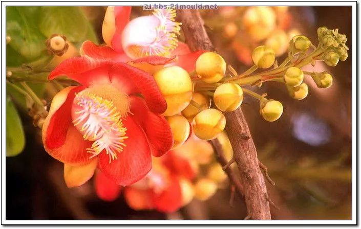 菩提花开