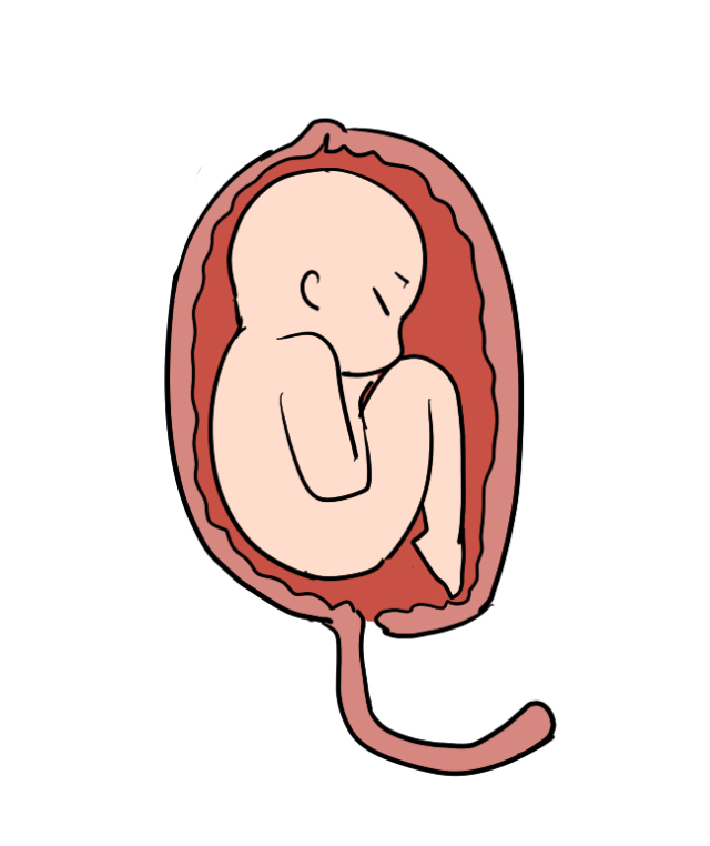 【每日一字】肚子里的胎儿,什么是字?
