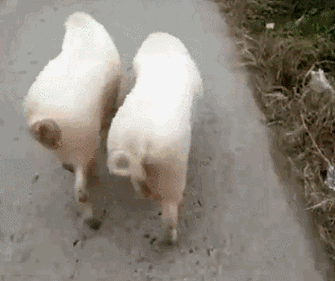 猪走路表情包动态图片