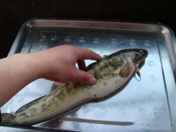此鱼只在新疆额尔齐斯河才有,越是天黑水凉时,它就越活跃