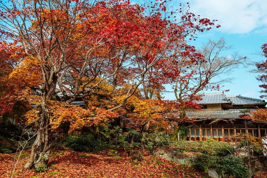 【分享】红叶狩 艳遇京都