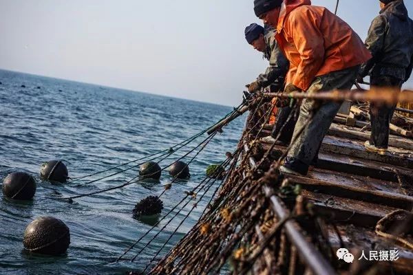 海虹的主绳放落到船侧身首尾的两个转轮,船长控制船只沿着养殖架缓速