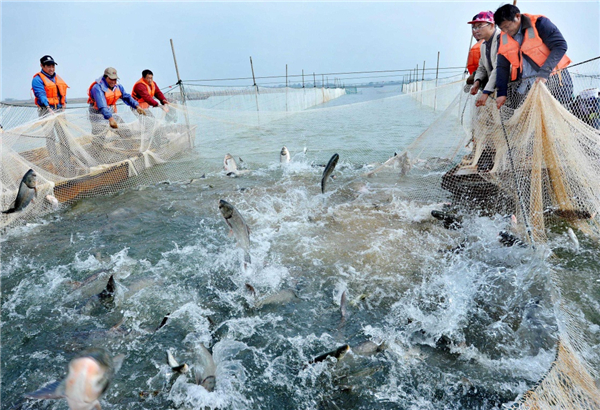 江西鄱陽:魚躍人歡冬捕忙