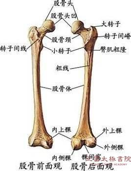 髋臼像是一个轴碗,股骨头的前部呈半圆形,嵌在这个轴碗里,股骨头和