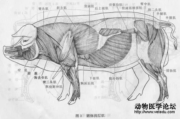 猪肺灰尘多猪肝都是重金属猪到底什么部位不能吃