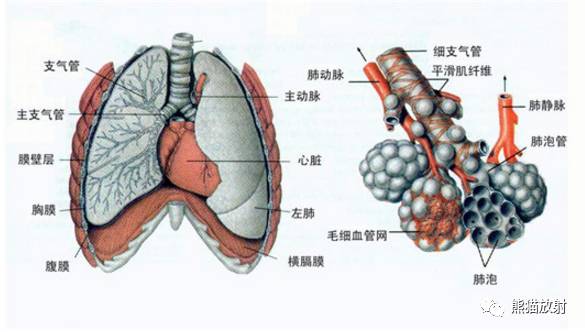 气管膜部图片