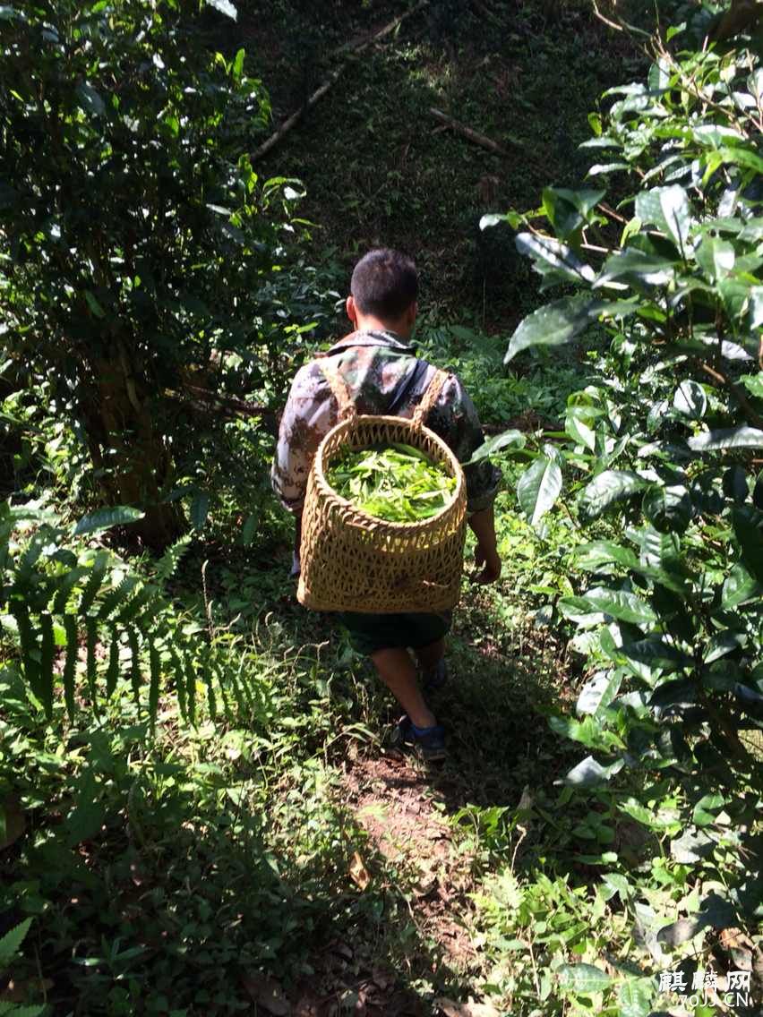 厚德堂古树茶—喜欢本身就是一种专一