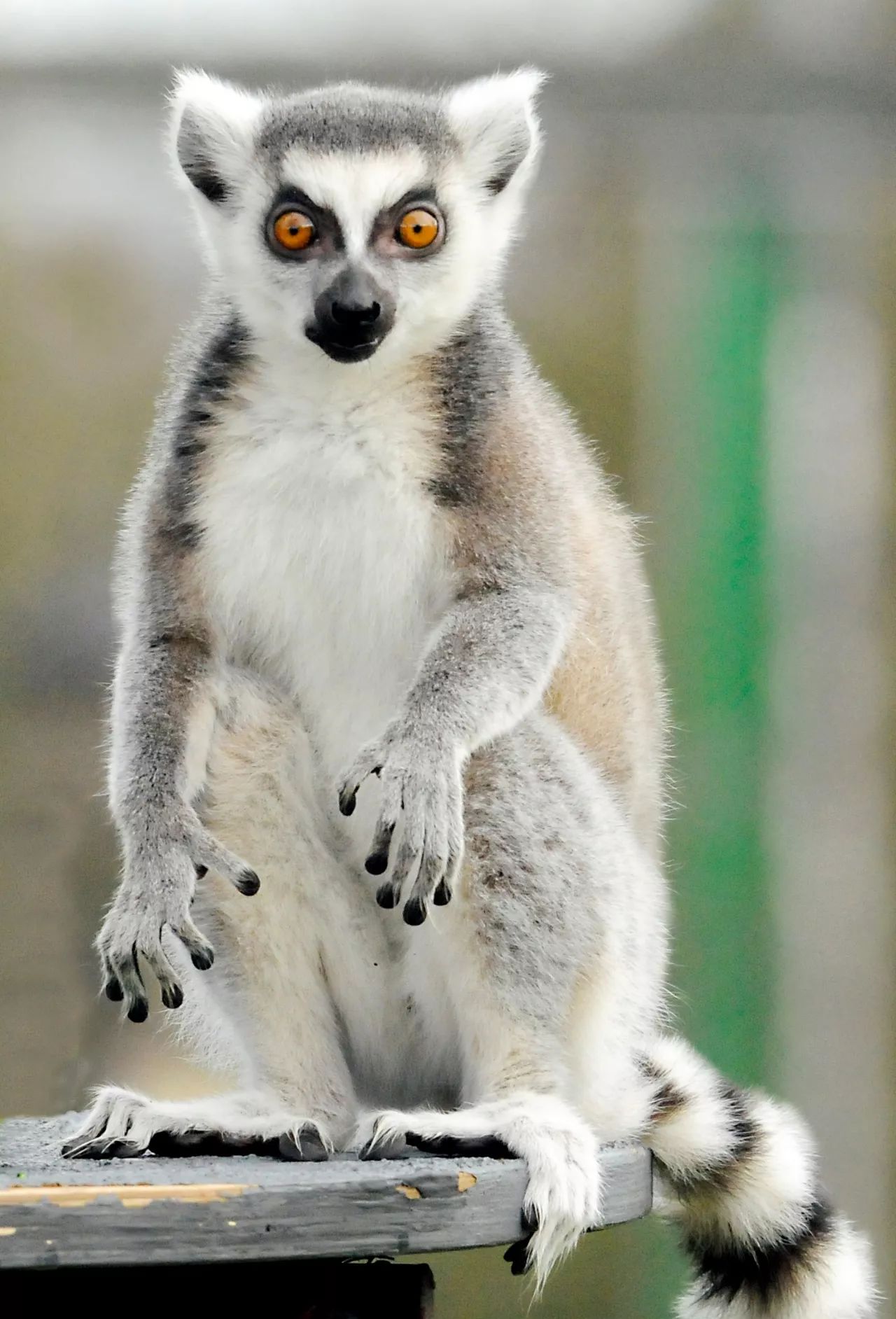 马达加斯加里的狐猴图片