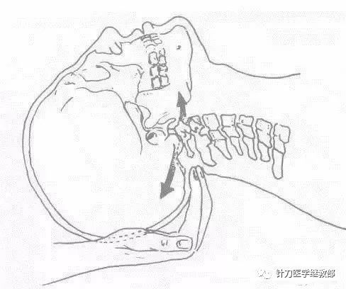 后枕部在哪示意图图片