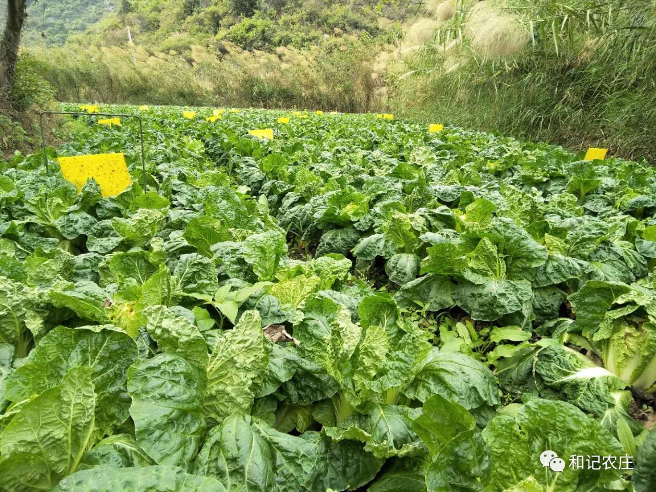 朱旺白菜花基地图片