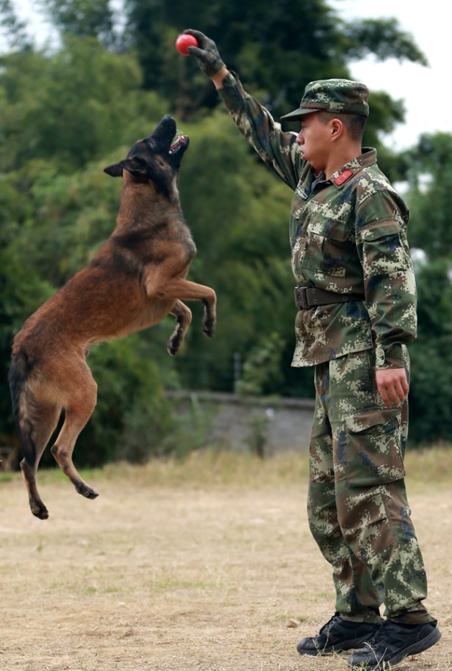 现实版神犬奇兵军犬呼啸来圈粉啦