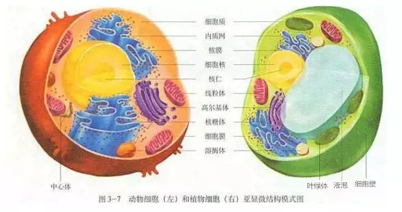 细胞怎样构成生物体图片