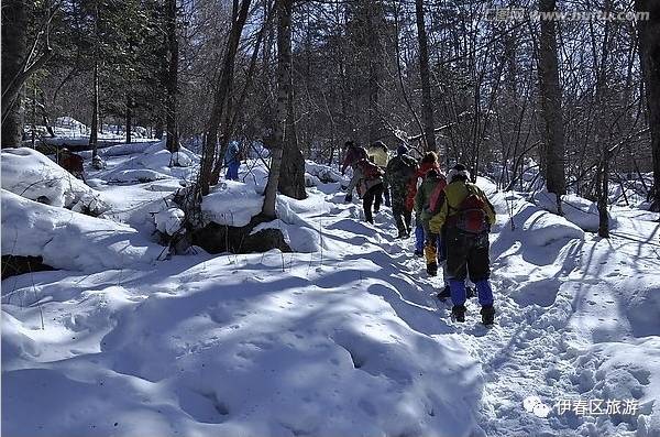 縣區旅遊|穿越冬日林海,一起到伊春區的雪地裡撒點野!