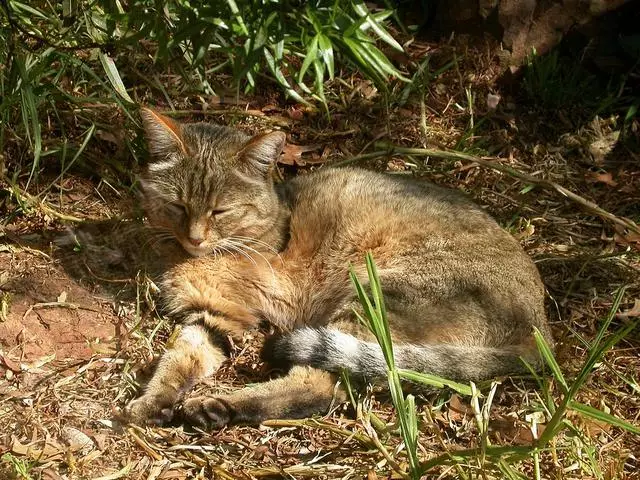 非洲野猫和狸花猫图片