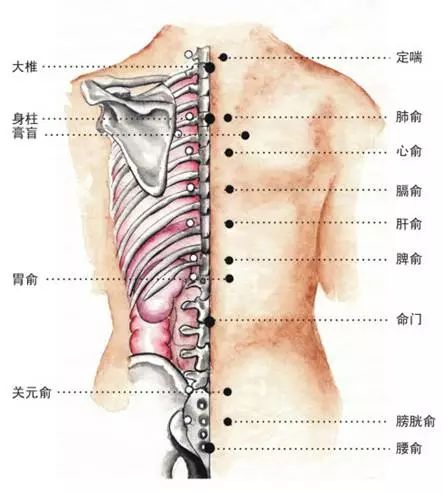 人体左后背疼痛部位图图片