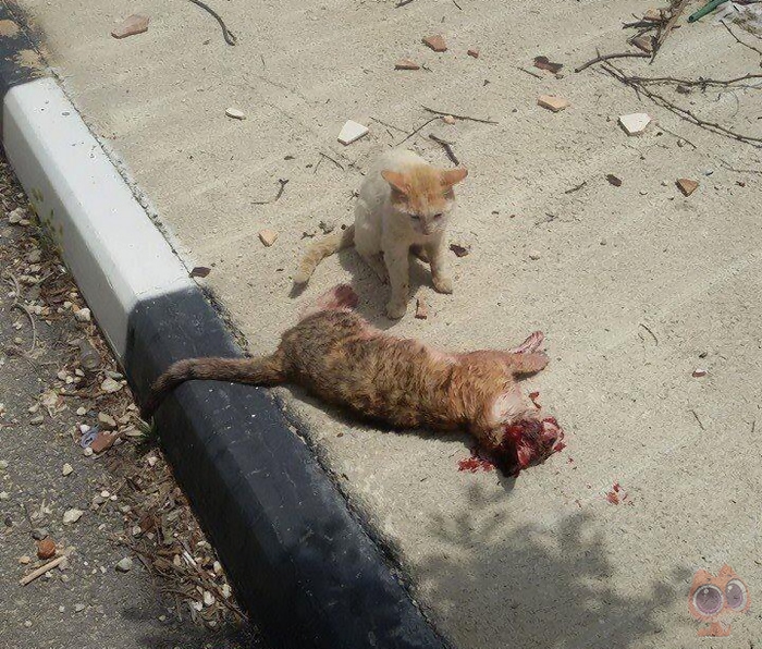 流浪猫在马路中央被撞死它的同伴不离不弃所做的事让人心碎