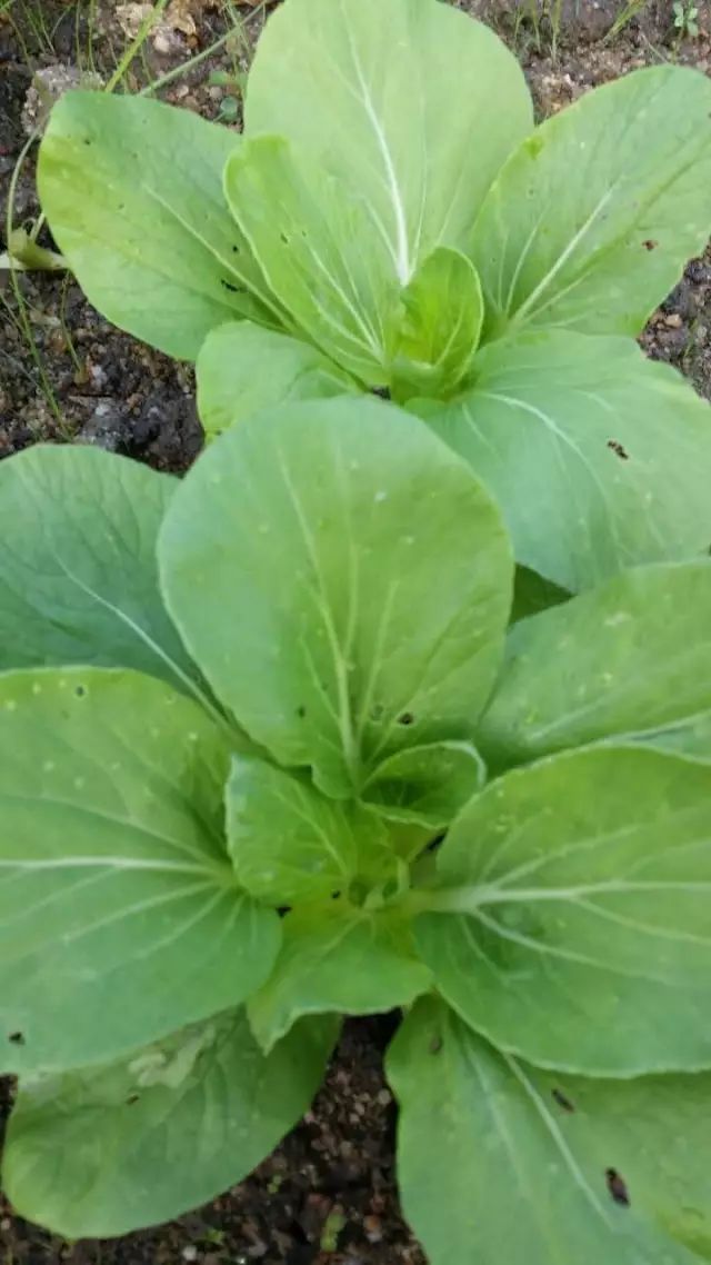 上海青的特點就在於長的