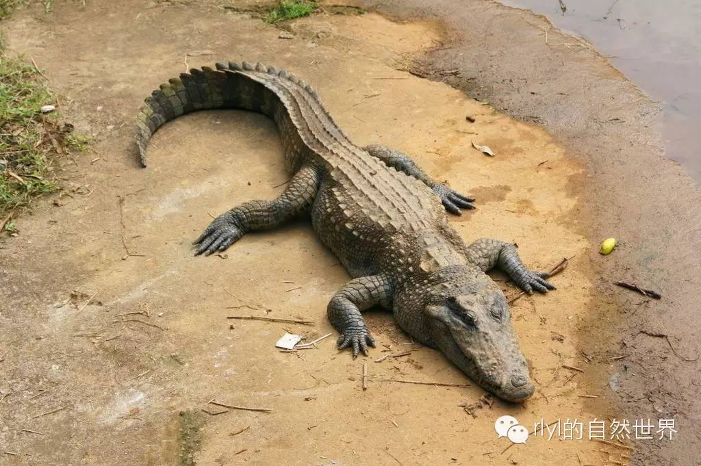 寵物鱷魚的飼養與馴化深度好文