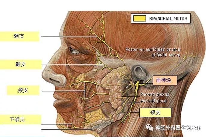 颊面管位置图片