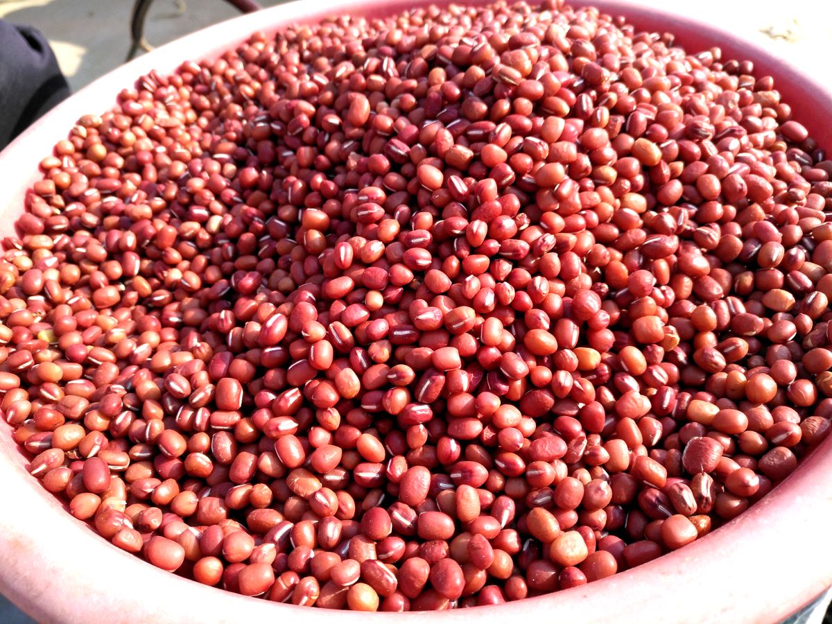 农村大娘摘的野生红豆三块钱一斤比正宗红豆还好卖你吃过吗