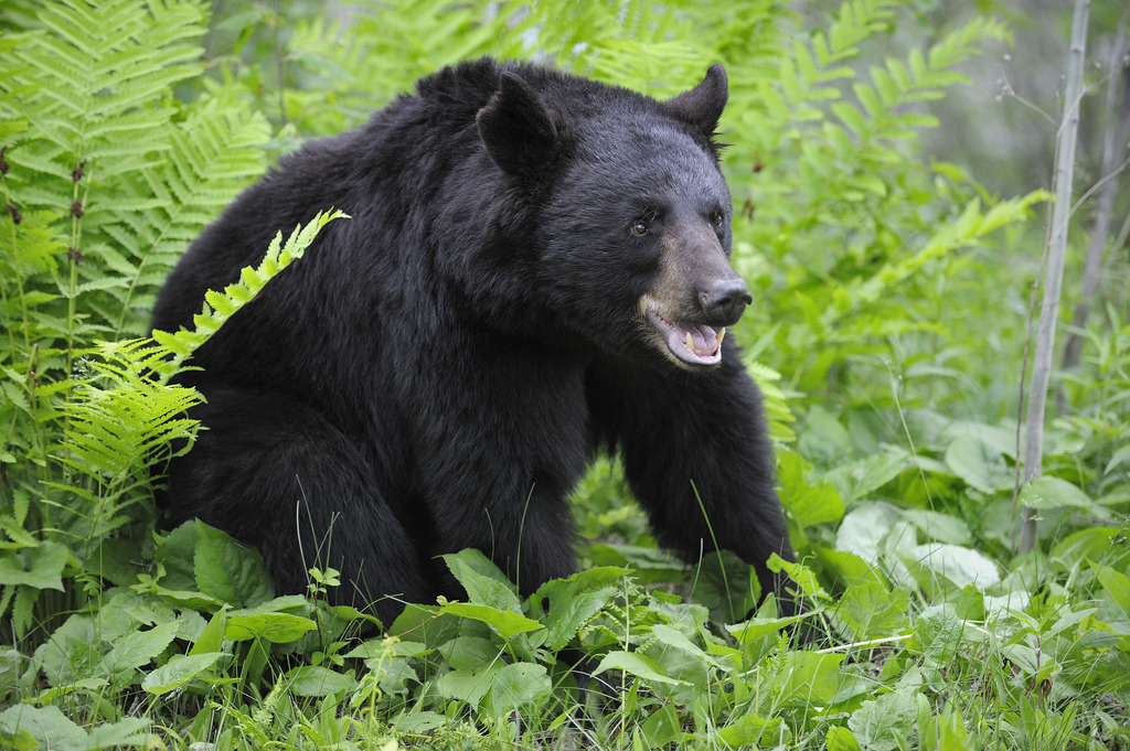 熊出没真实上演,受伤村民:黑熊比人还高,吼声震耳欲聋