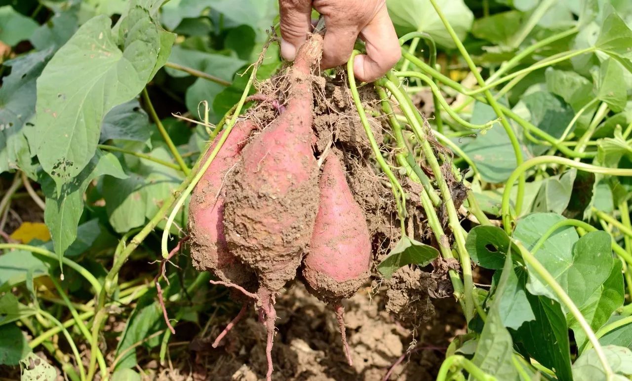 周口长寿村为啥种上千亩红薯?没想到背后隐藏这么多秘密