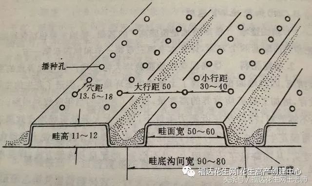 红薯起垄尺寸示意图图片