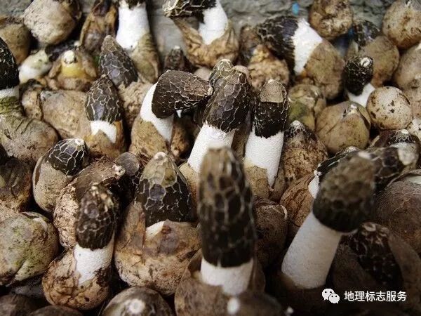 《中国食用菌志》和《中国食用菌名录》都有白鬼笔和香笔菌作为食