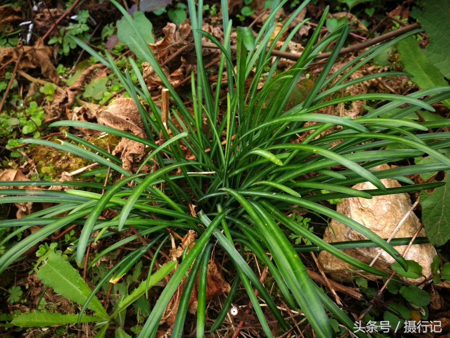 鄉村一種似蘭花的植物您知道叫什麼植物這植物是花葉不想見