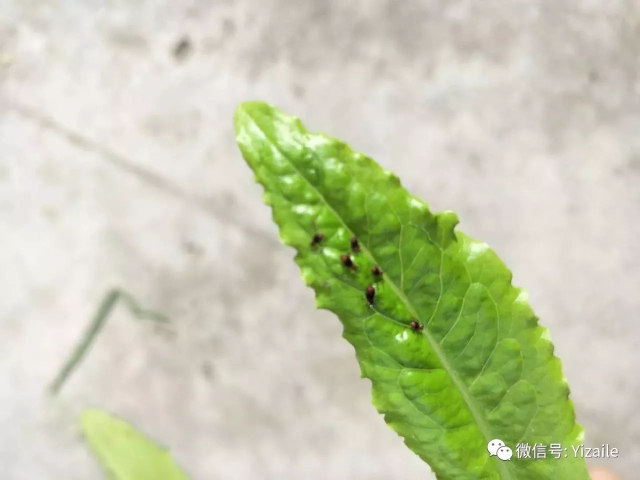 一問一答陽臺在北面能種什麼菜油麥菜蚜蟲蟲害黃瓜白粉病