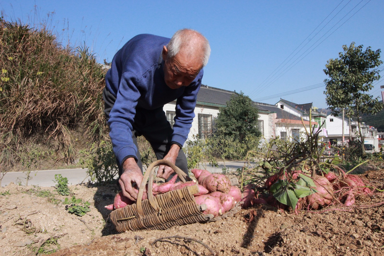 88歲老人養仨兒一個指望不上 仍下地幹活討口飯吃